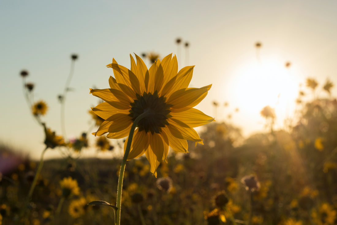 Singleness and Belonging to the Local Church